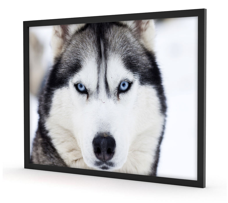 Husky, Poster mit Bilderrahmen