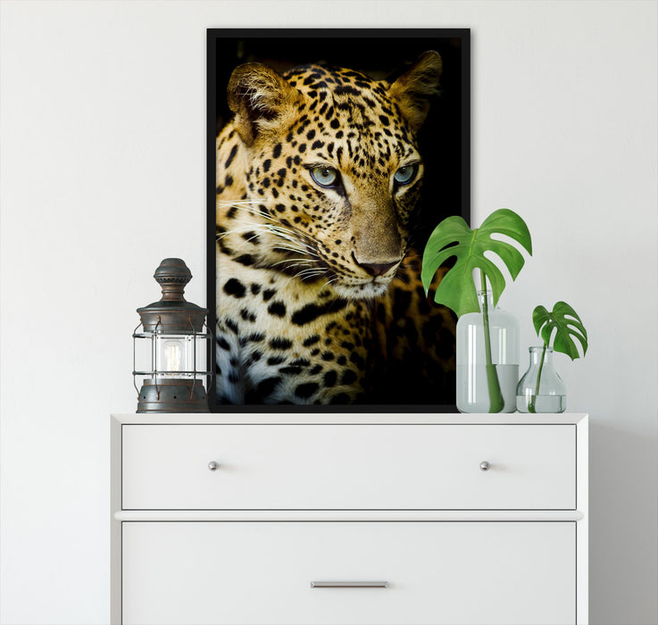 Leopard mit blauen Augen, Poster mit Bilderrahmen