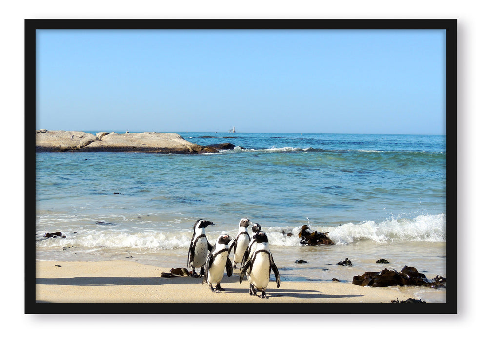 Pinguine am Strand, Poster mit Bilderrahmen