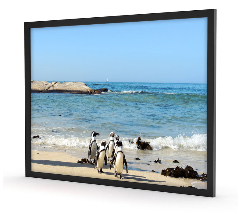 Pinguine am Strand, Poster mit Bilderrahmen