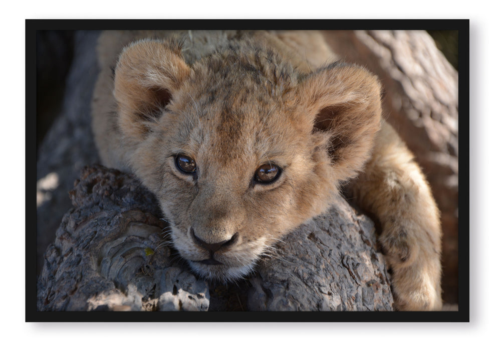 Pixxprint Süßes Löwenbaby, Poster mit Bilderrahmen