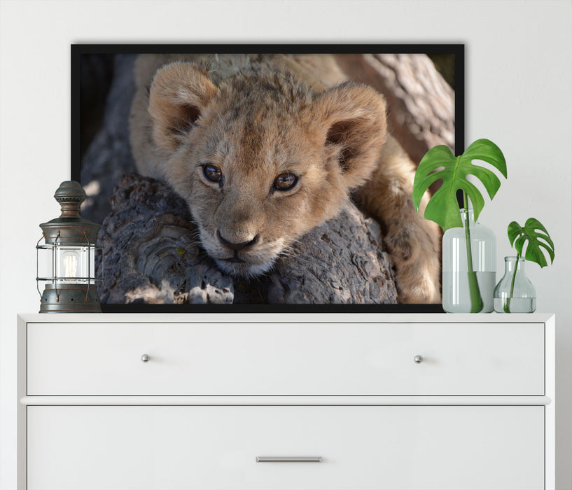 Süßes Löwenbaby, Poster mit Bilderrahmen