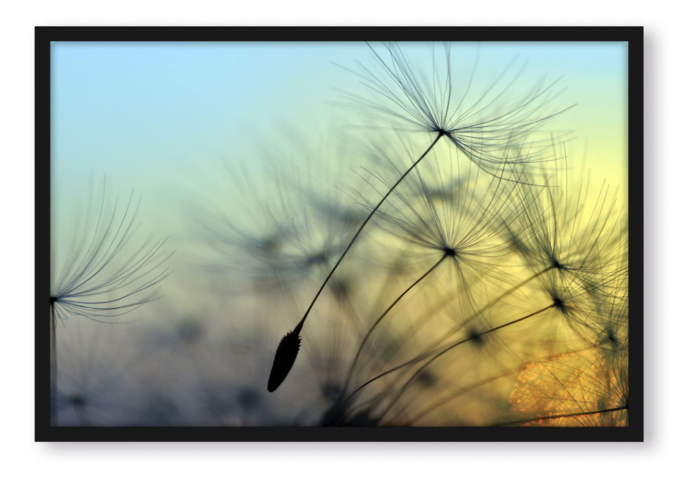 Pixxprint Pusteblumen mit Tautropfen, Poster mit Bilderrahmen