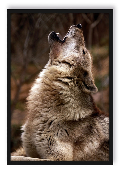 Heulende Wölfe, Poster mit Bilderrahmen