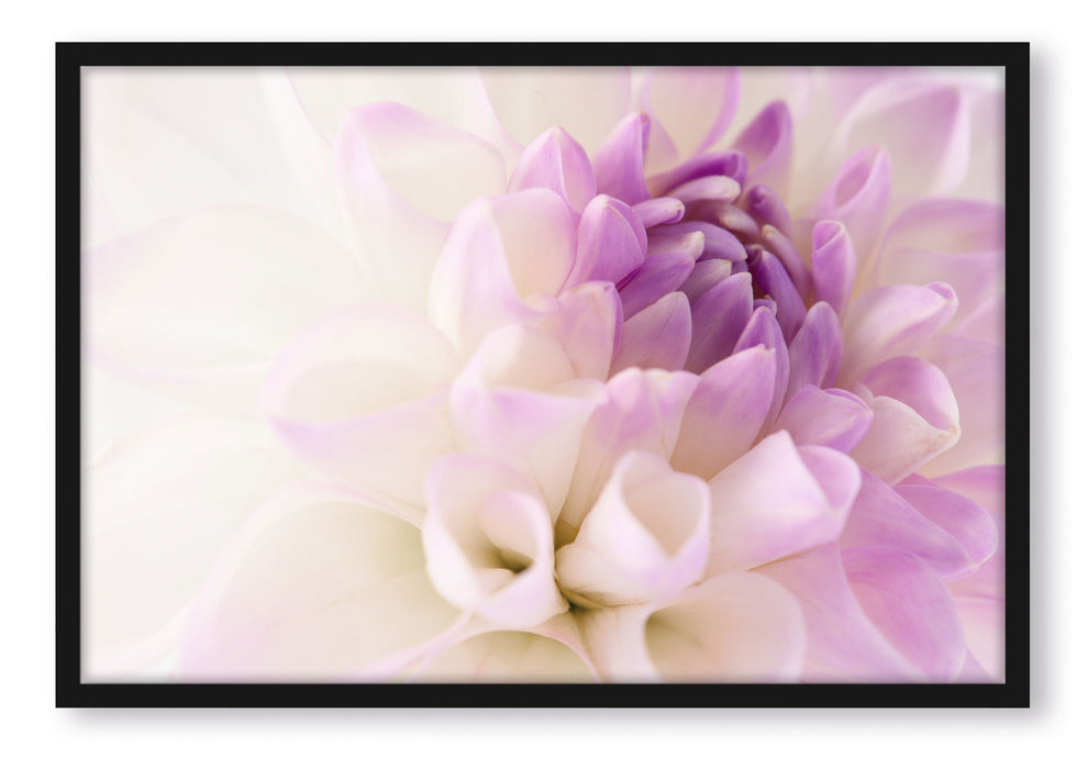 Pixxprint Traumhafte lila weiße Blüte, Poster mit Bilderrahmen