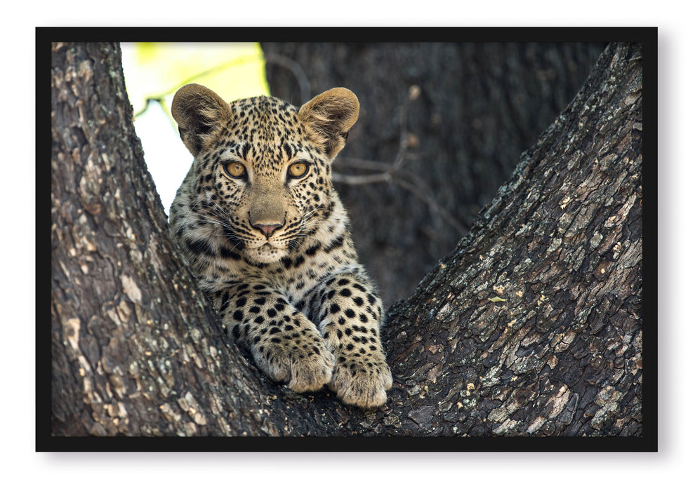 Pixxprint Leopardenbaby, Poster mit Bilderrahmen