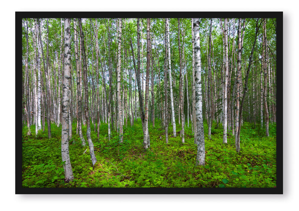 Pixxprint Birkenwald, Poster mit Bilderrahmen