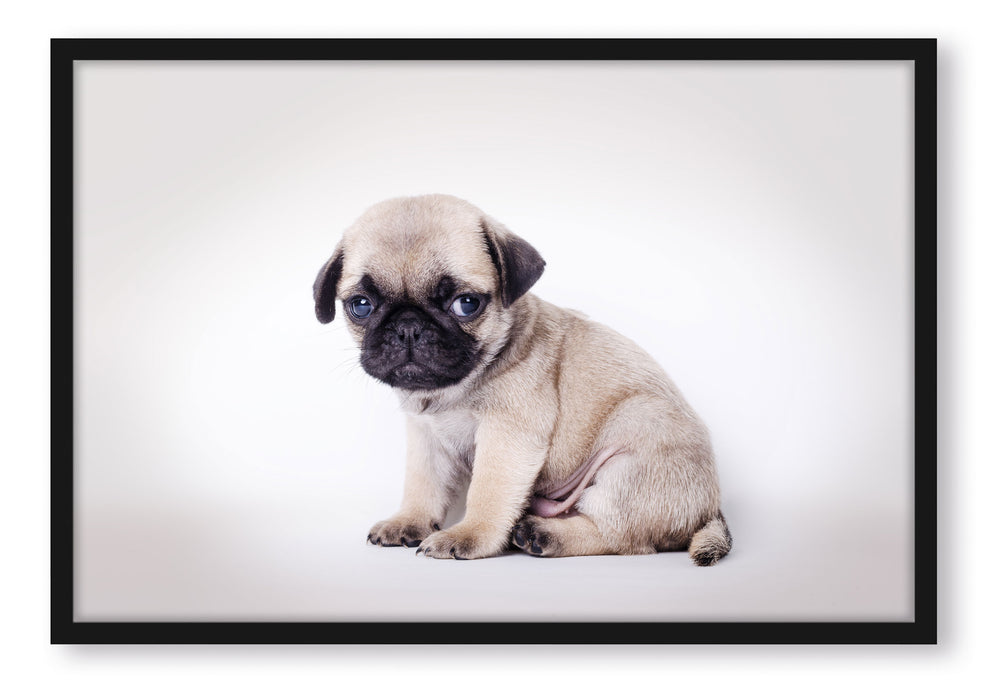 Kleiner Hundewelpe Mops, Poster mit Bilderrahmen