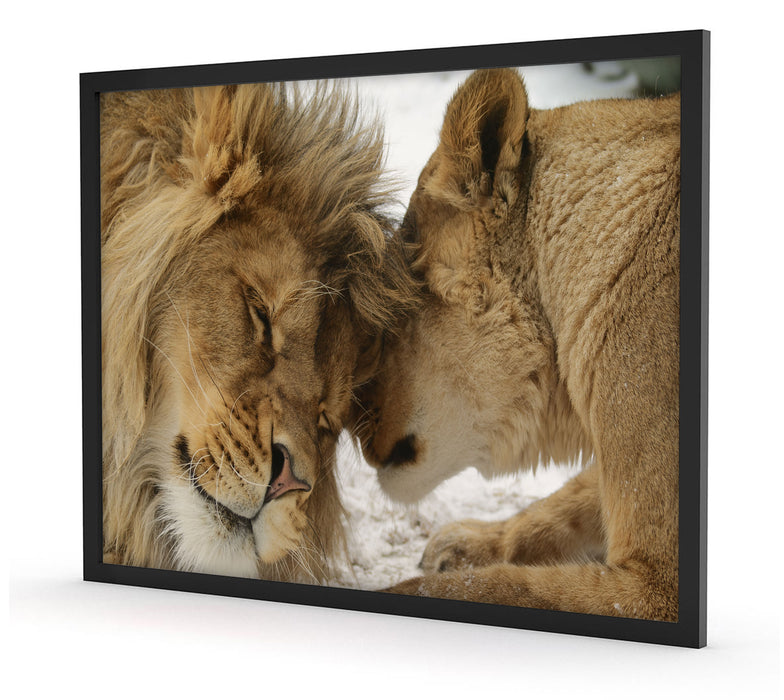 Kuschelnde Löwen, Poster mit Bilderrahmen