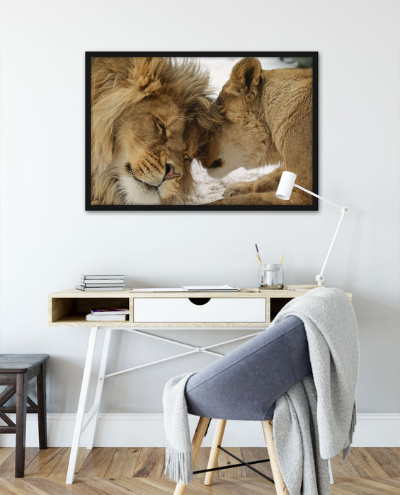 Kuschelnde Löwen, Poster mit Bilderrahmen