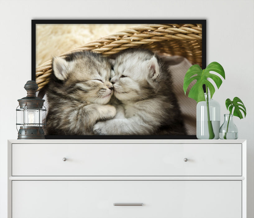 Baby Katze, Poster mit Bilderrahmen