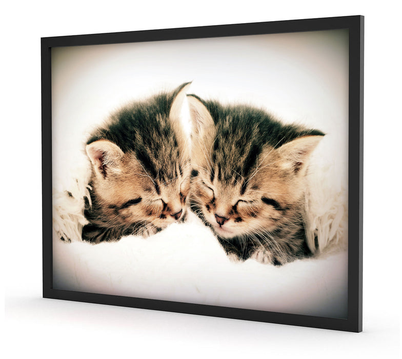 Katzen Herzform, Poster mit Bilderrahmen