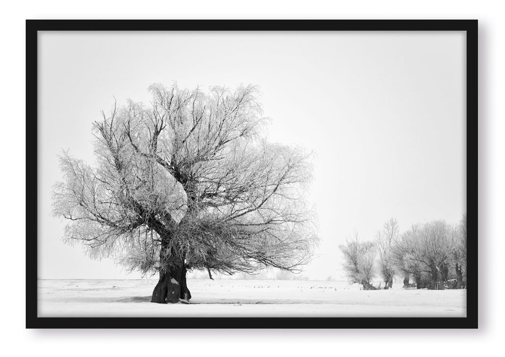 Bäume im Schnee Nebel, Poster mit Bilderrahmen