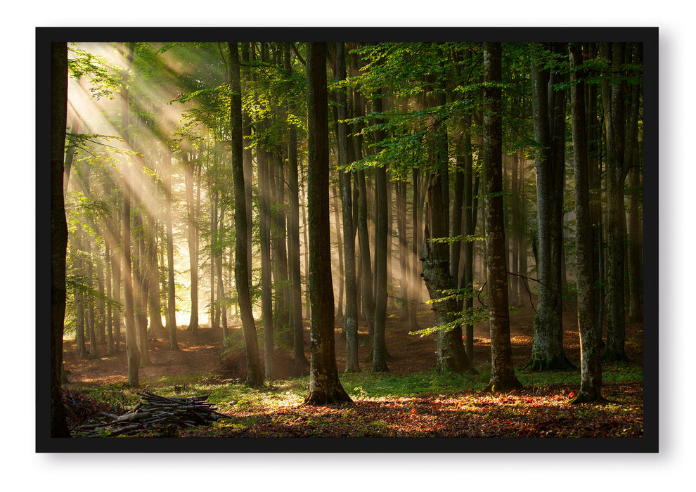 Pixxprint Bäume im, Poster mit Bilderrahmen