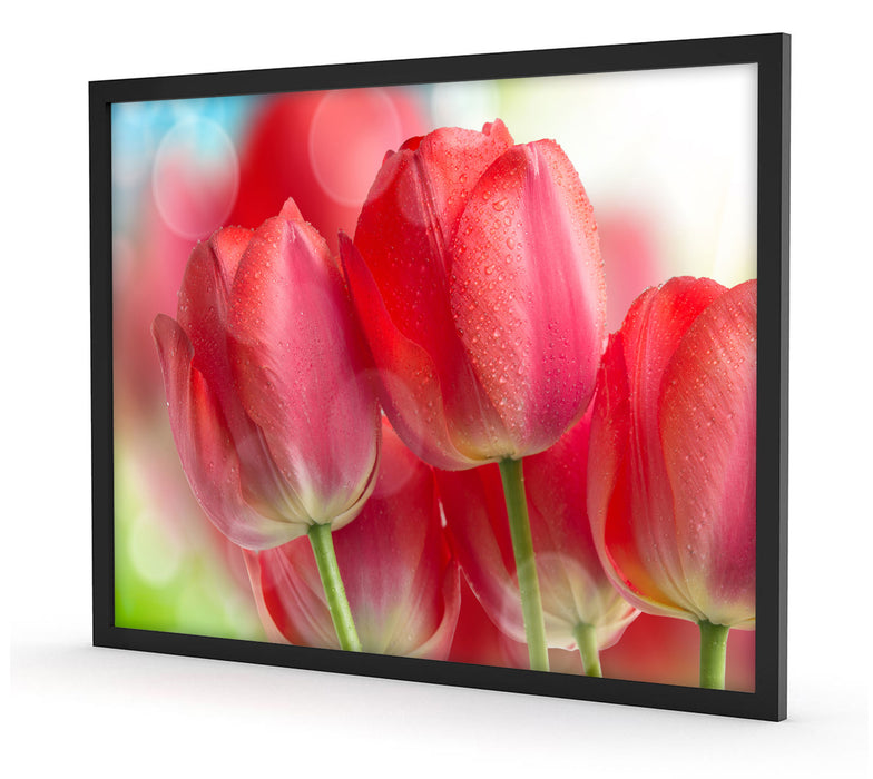 Rote Tulpen, Poster mit Bilderrahmen