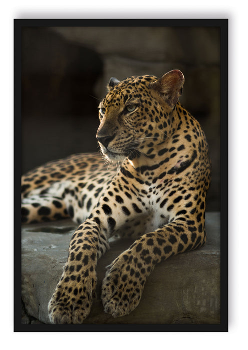 Pixxprint Majestätischer Leopard, Poster mit Bilderrahmen