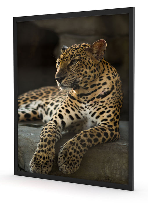 Majestätischer Leopard, Poster mit Bilderrahmen