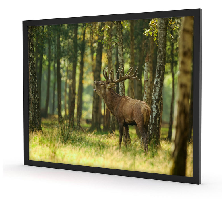 Hirsch im Wald, Poster mit Bilderrahmen