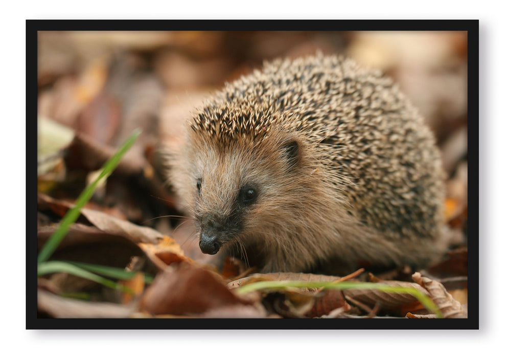 Pixxprint Kleiner Igel, Poster mit Bilderrahmen
