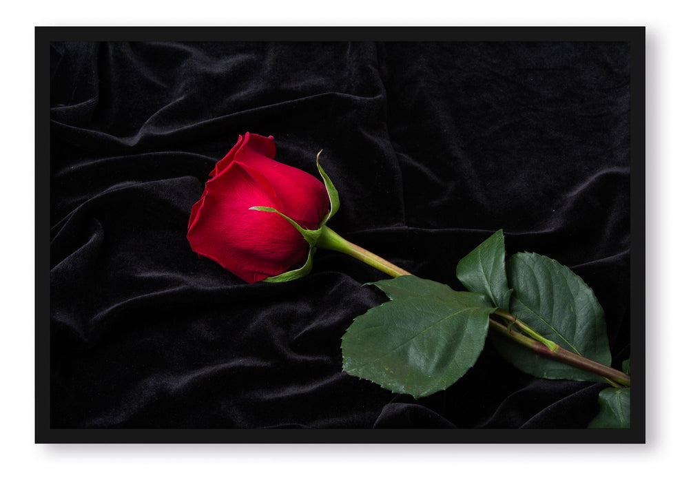 Pixxprint Rose, Poster mit Bilderrahmen