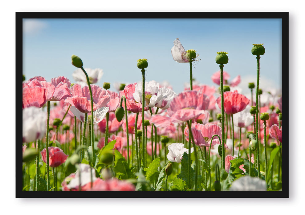 Blumenwiese Mohnblumen, Poster mit Bilderrahmen
