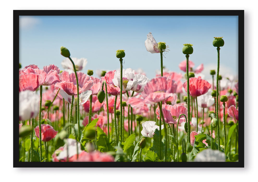 Pixxprint Blumenwiese Mohnblumen, Poster mit Bilderrahmen