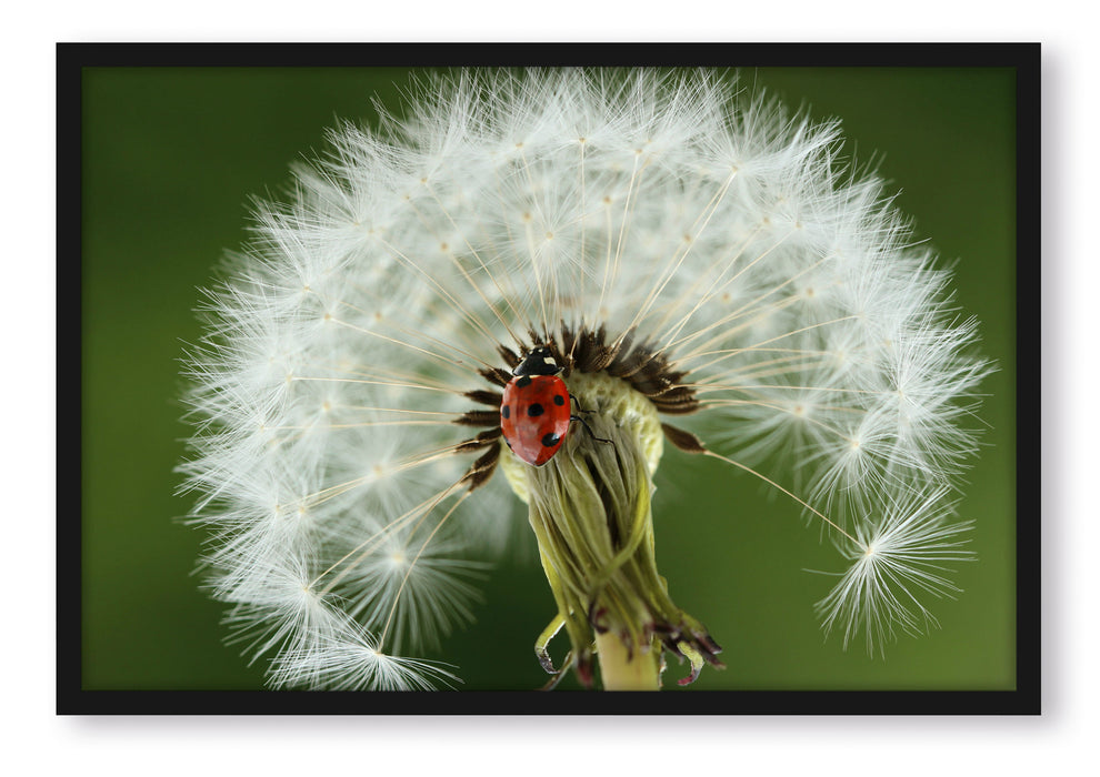 Pixxprint Marienkäfer auf Pusteblume, Poster mit Bilderrahmen