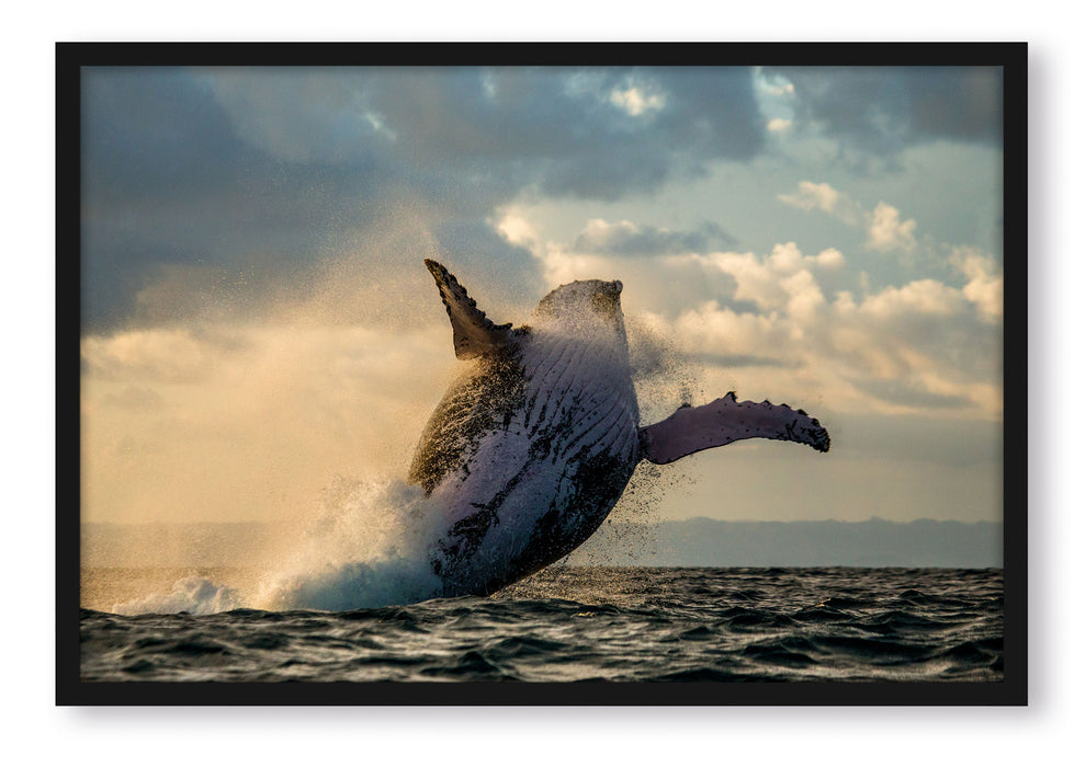 Pixxprint Buckelwale Kanada, Poster mit Bilderrahmen