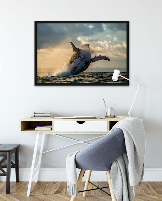 Buckelwale Kanada, Poster mit Bilderrahmen