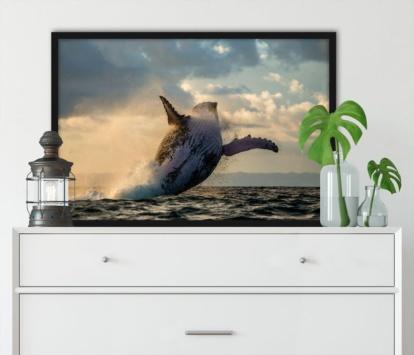 Buckelwale Kanada, Poster mit Bilderrahmen