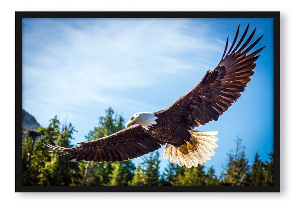 Pixxprint Adler, Poster mit Bilderrahmen