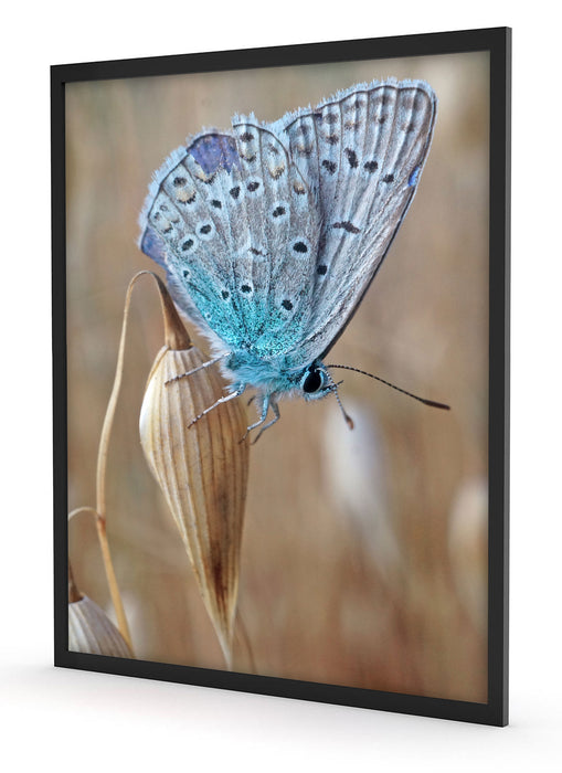 Schmetterling auf Blume Natur Tier, Poster mit Bilderrahmen