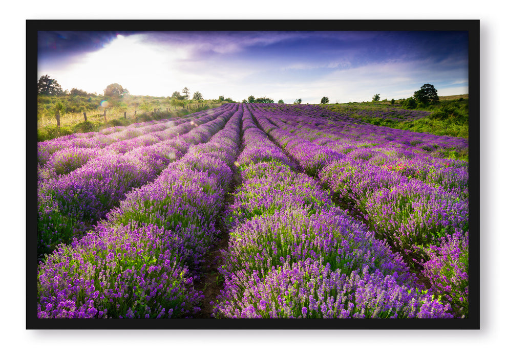 Lavendelfeld Provence, Poster mit Bilderrahmen