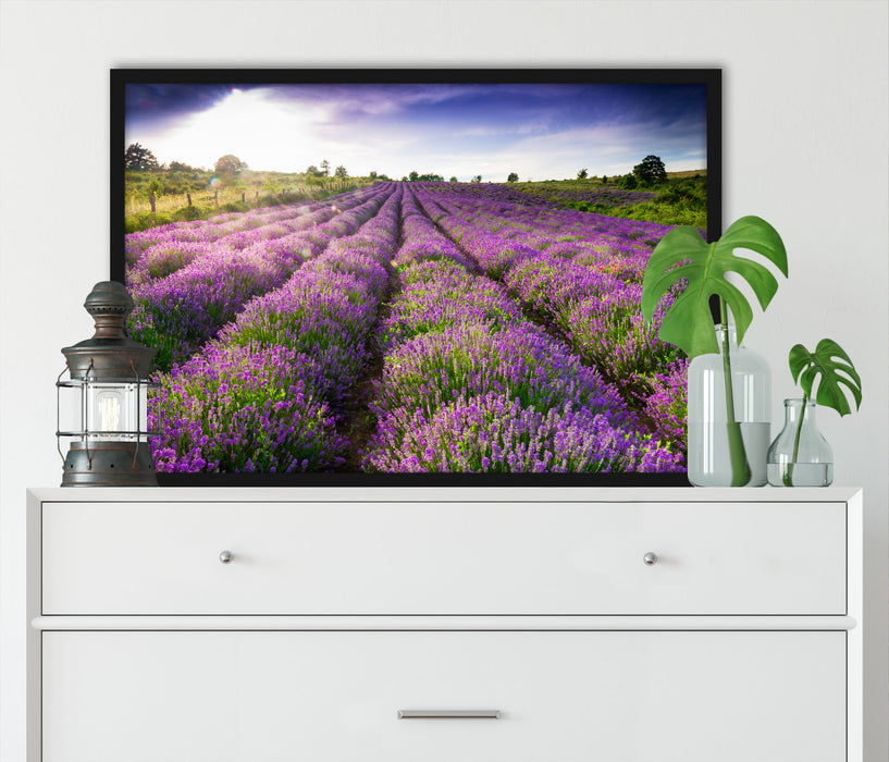 Lavendelfeld Provence, Poster mit Bilderrahmen