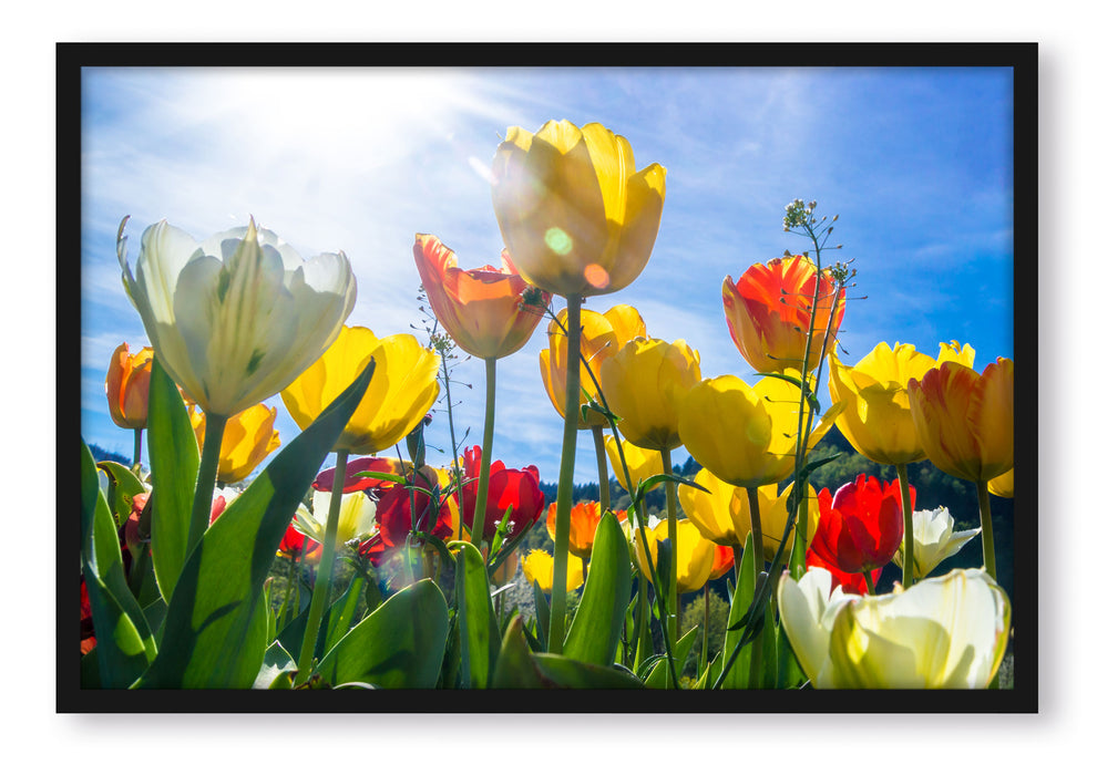 Pixxprint Wiese Froschperspektive, Poster mit Bilderrahmen