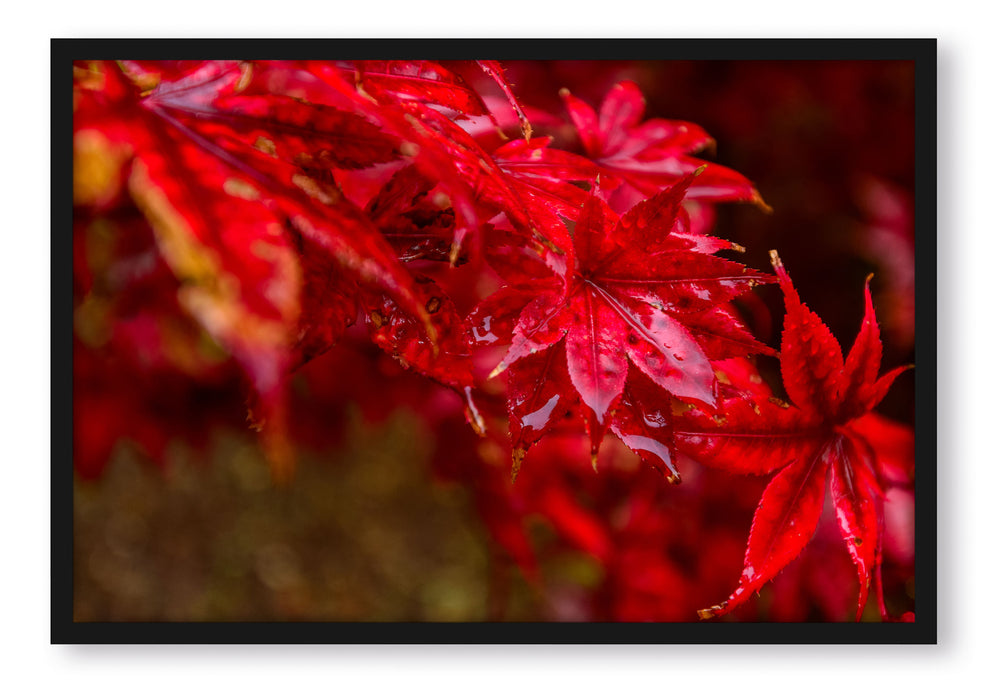 Pixxprint Roter Ahorn im Sonnenlicht, Poster mit Bilderrahmen
