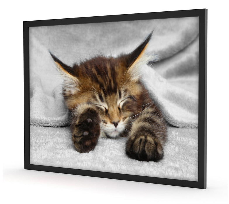 schlafende Katze mit großen Ohren, Poster mit Bilderrahmen
