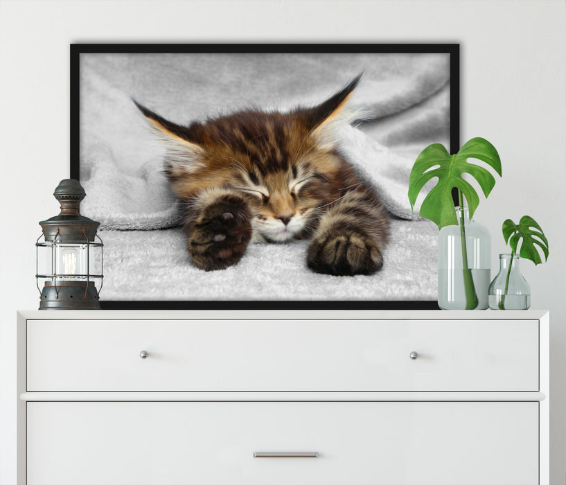 schlafende Katze mit großen Ohren, Poster mit Bilderrahmen