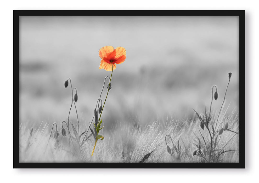 Pixxprint Rote Mohnblume im Feld, Poster mit Bilderrahmen