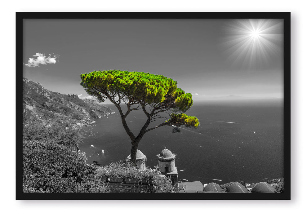 Baum am Mittelmeer, Poster mit Bilderrahmen