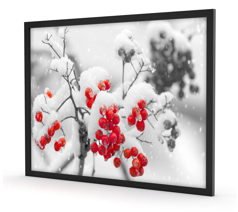Rote Vogelbeeren im Winter, Poster mit Bilderrahmen
