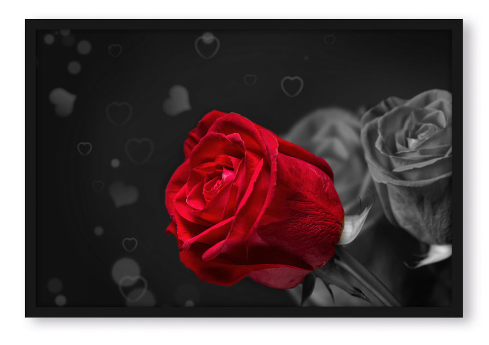 rote Rosen zum Valentinstag, Poster mit Bilderrahmen