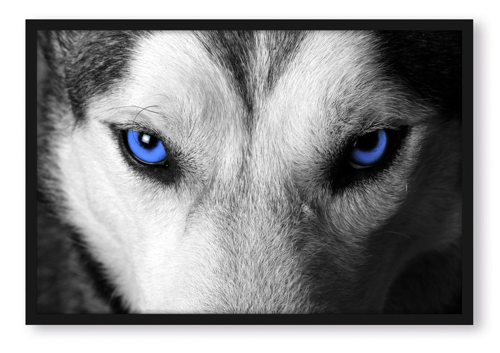 Pixxprint Husky mit Augen, Poster mit Bilderrahmen