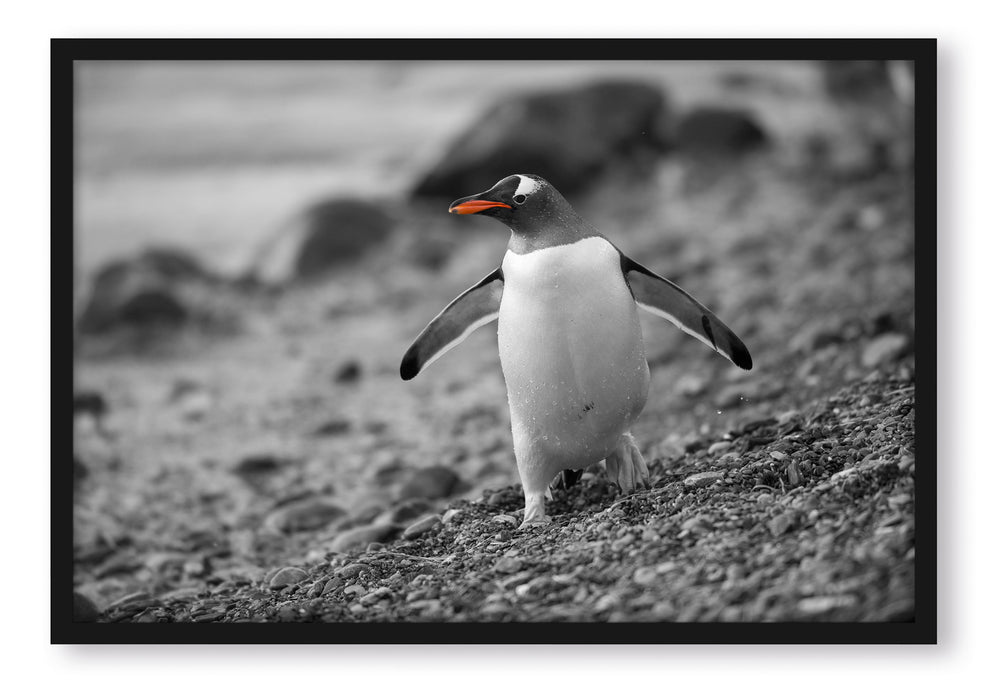 Pixxprint Pinguin am Steinstrand, Poster mit Bilderrahmen