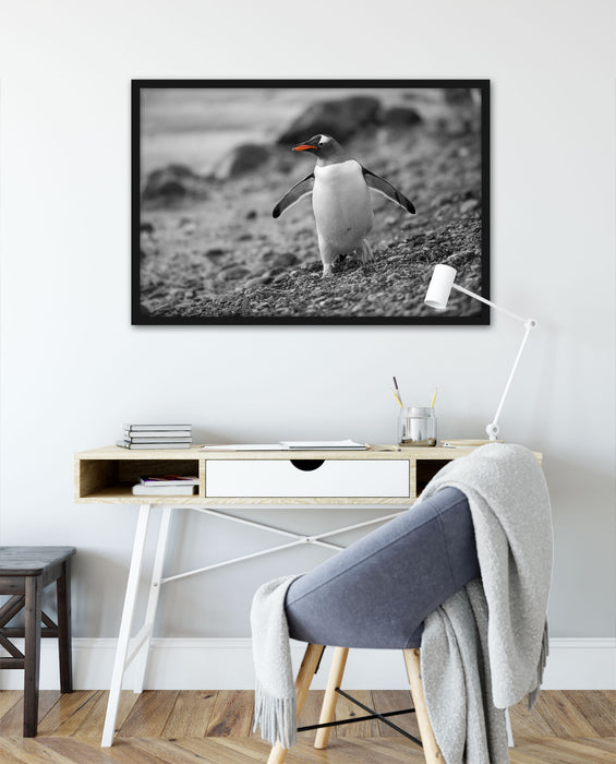 Pinguin am Steinstrand, Poster mit Bilderrahmen
