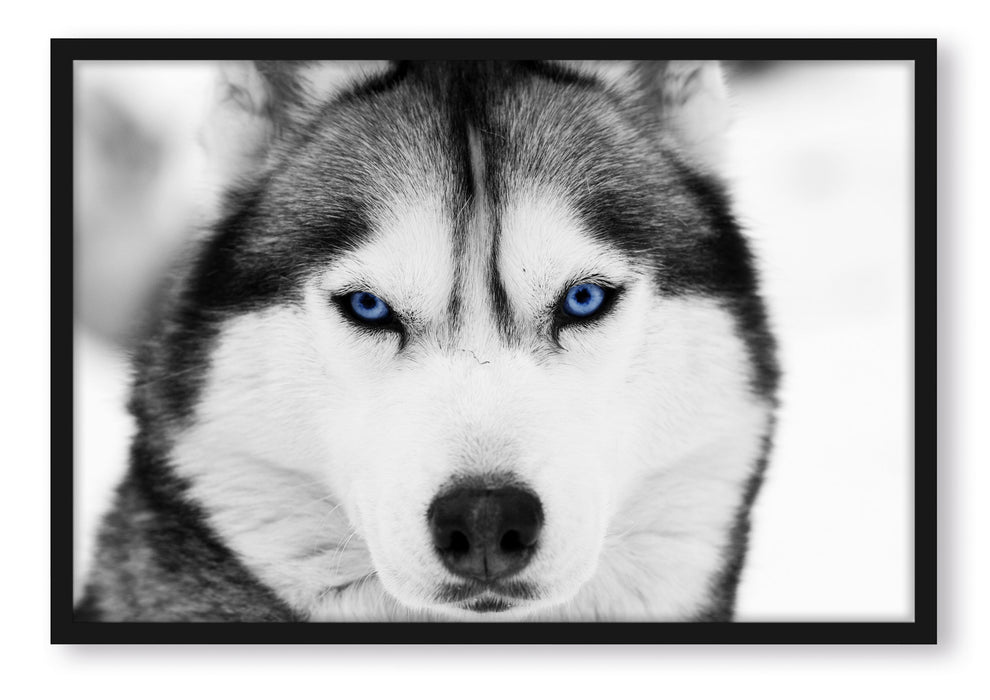 Pixxprint Husky mit blauen Augen, Poster mit Bilderrahmen