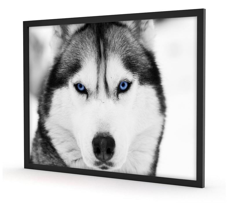 Husky mit blauen Augen, Poster mit Bilderrahmen