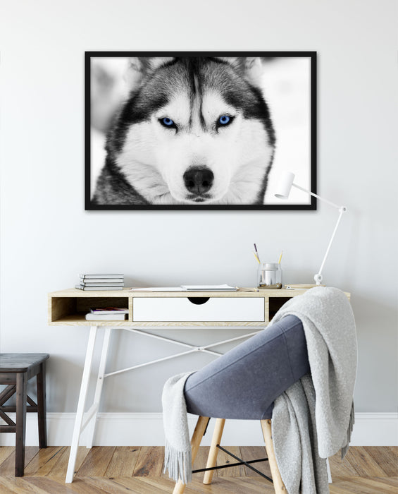 Husky mit blauen Augen, Poster mit Bilderrahmen