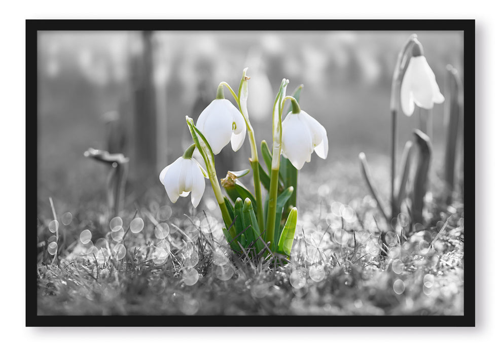 Pixxprint Schneeglöckchen im Morgentau, Poster mit Bilderrahmen
