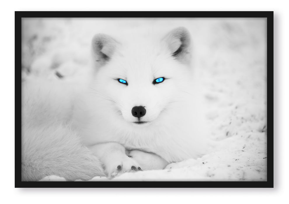 Pixxprint Polarfuchs mit strahlenden Augen, Poster mit Bilderrahmen